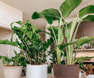 The Best House Plants from Amazon | Kat Viana