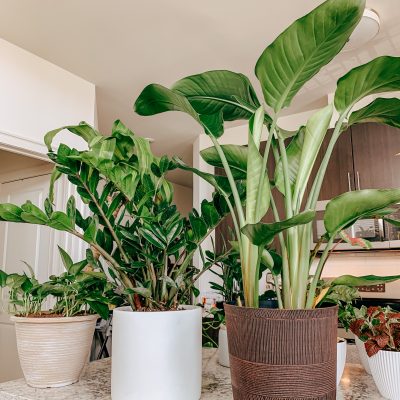 Best House Plants From Amazon