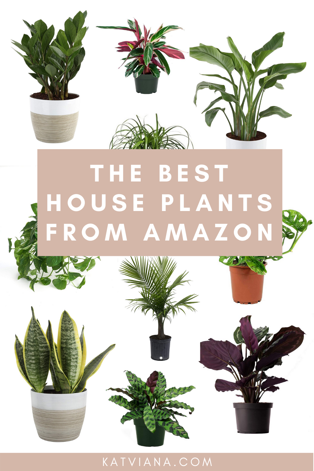 The Best House Plants From Amazon | Kat Viana