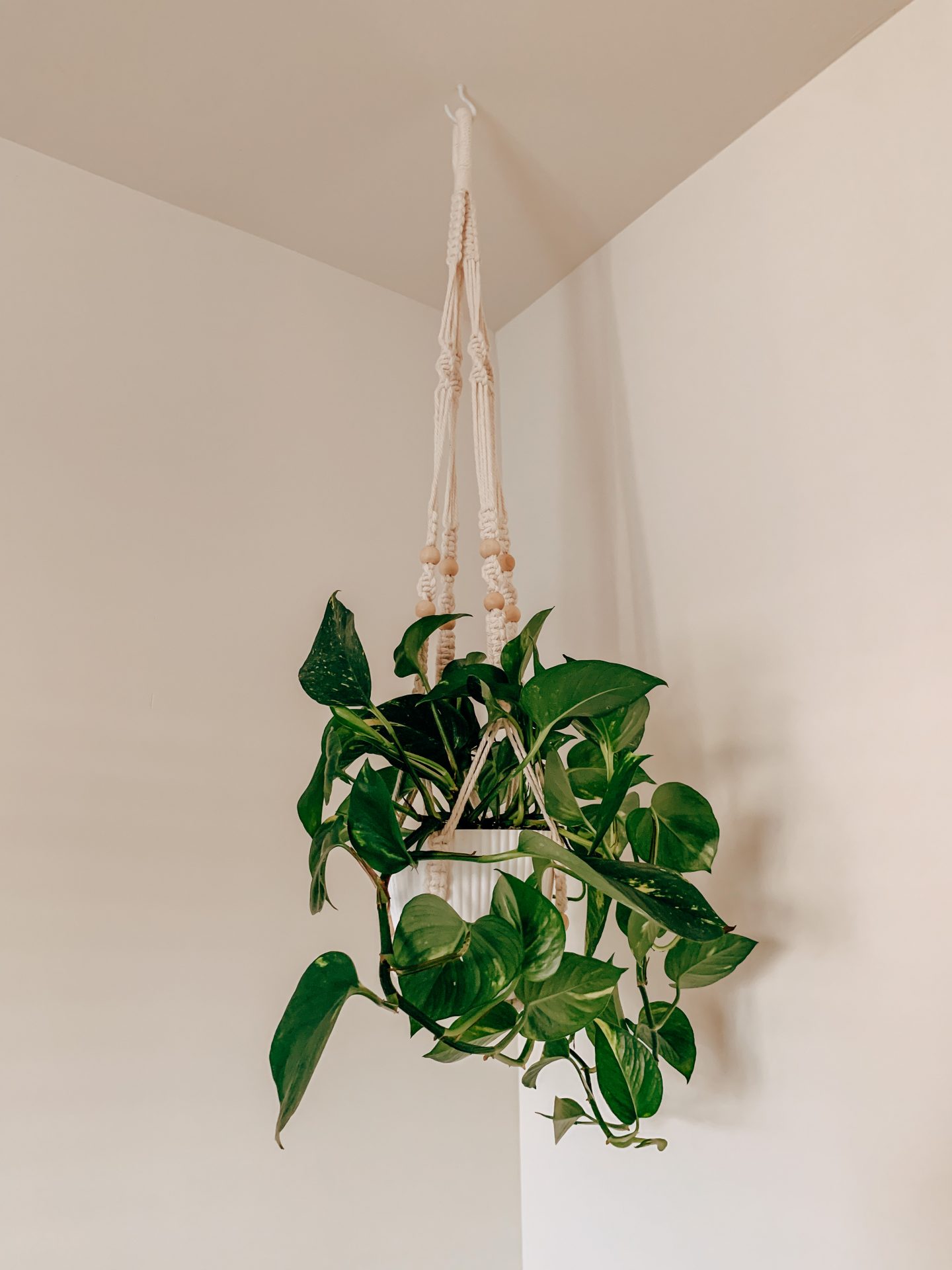 Hanging Pothos Plant from Amazon | Best House Plants from Amazon | Kat Viana