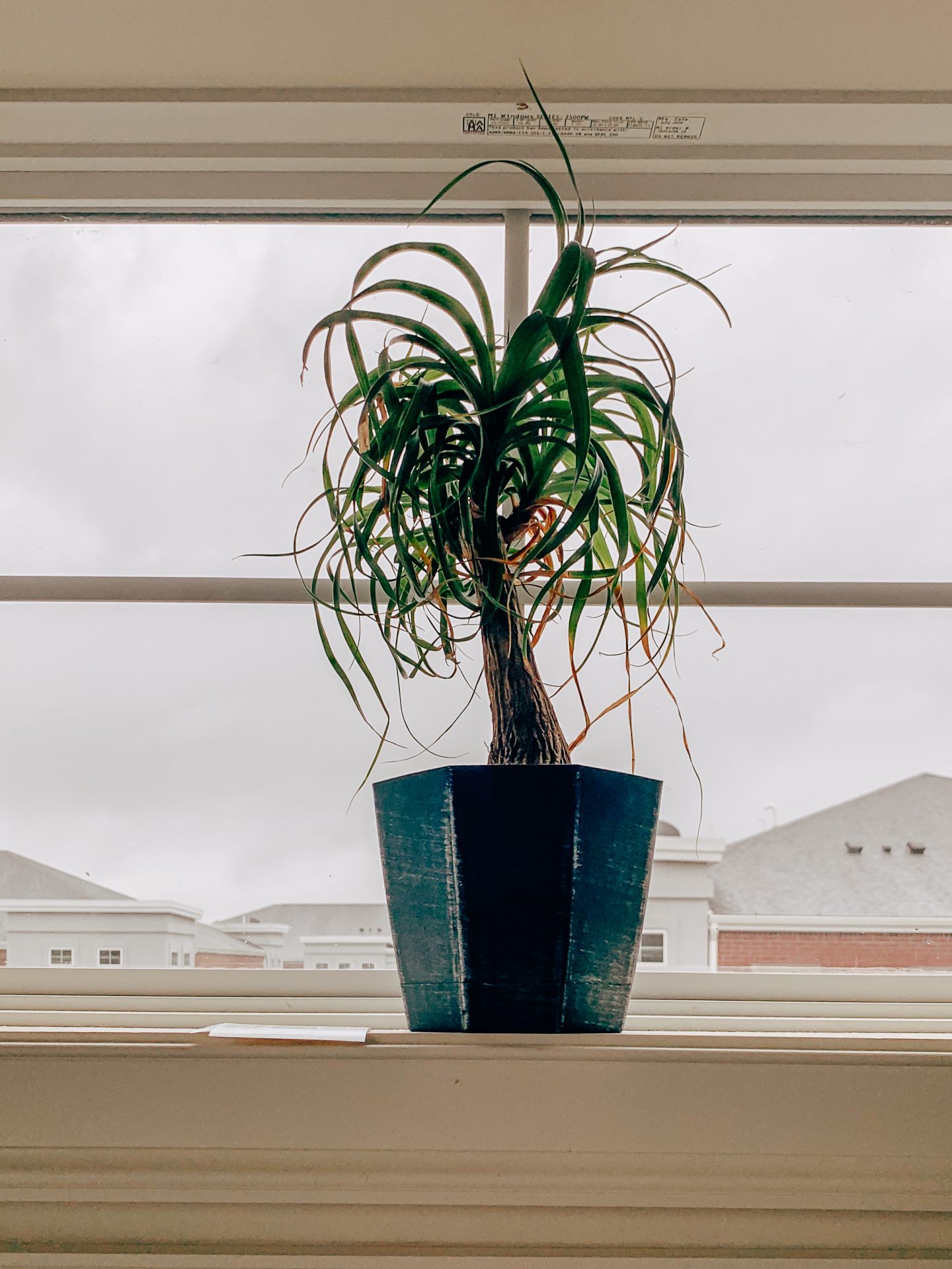 Ponytail Palm Plant from Amazon | Best House Plants from Amazon | Kat Viana
