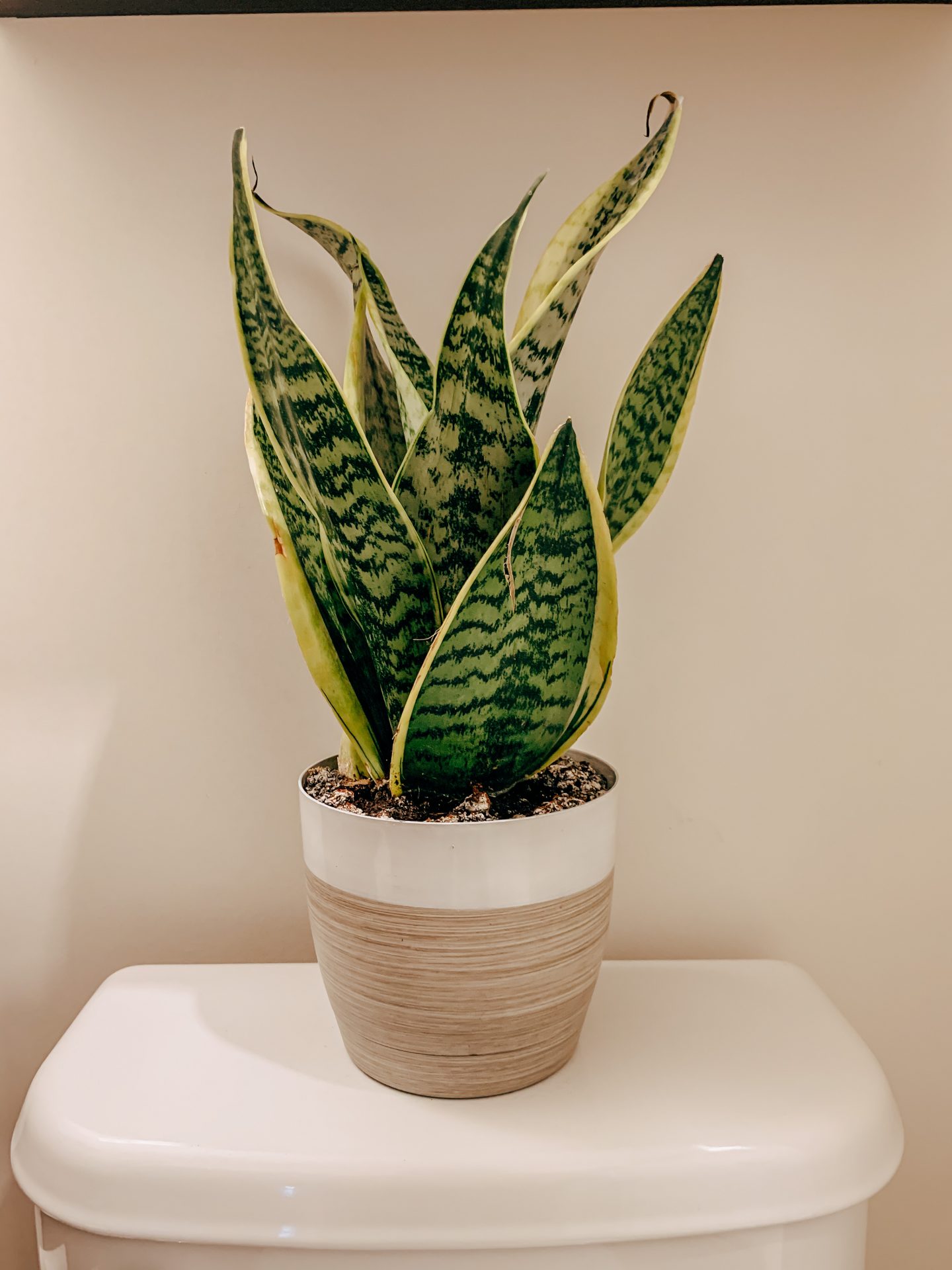 Snake Plant from Amazon | Best House Plants from Amazon | Kat Viana